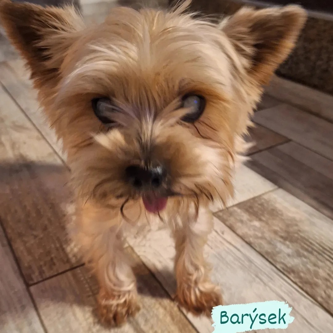 Psí host Barýsek
