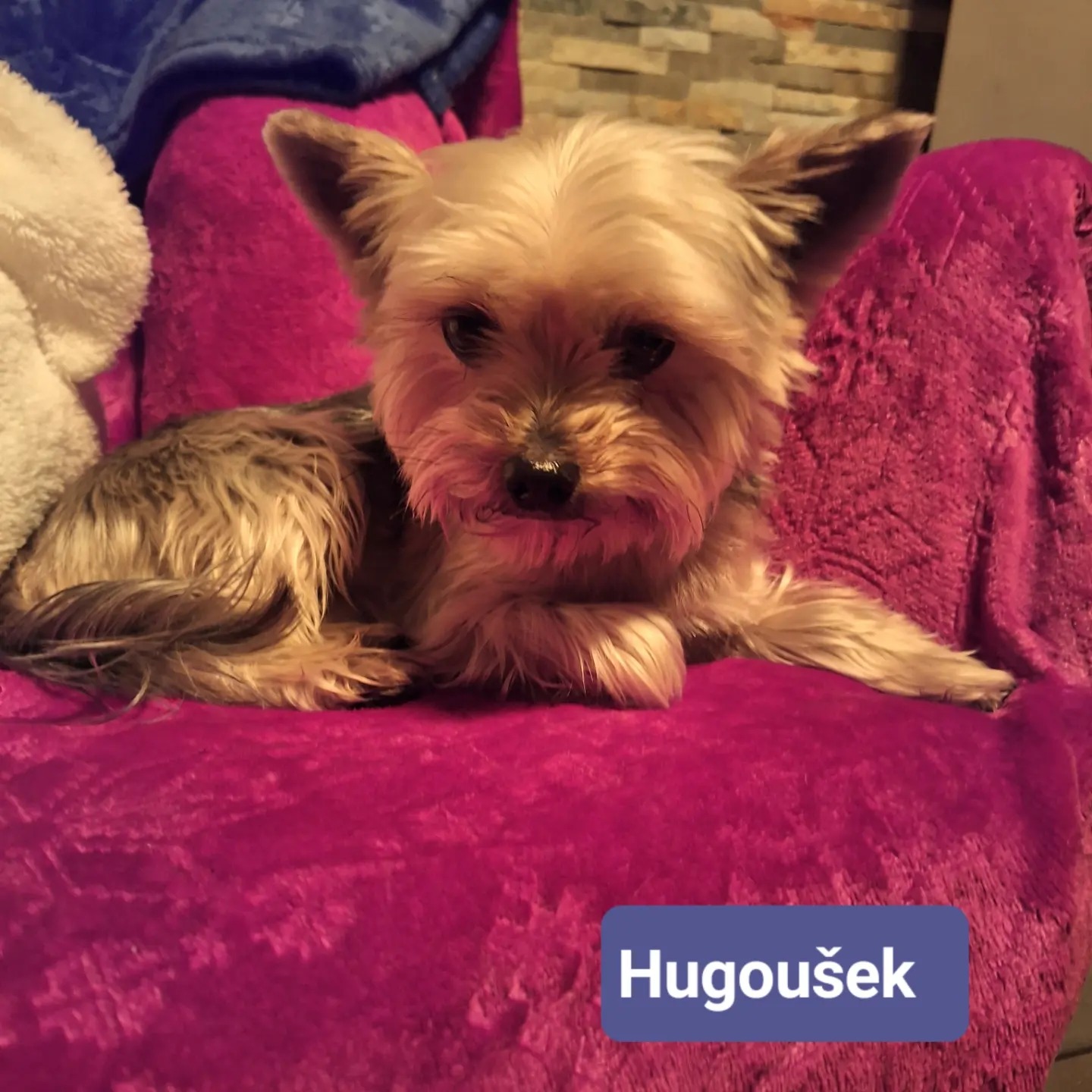 Psí host Hugoušek