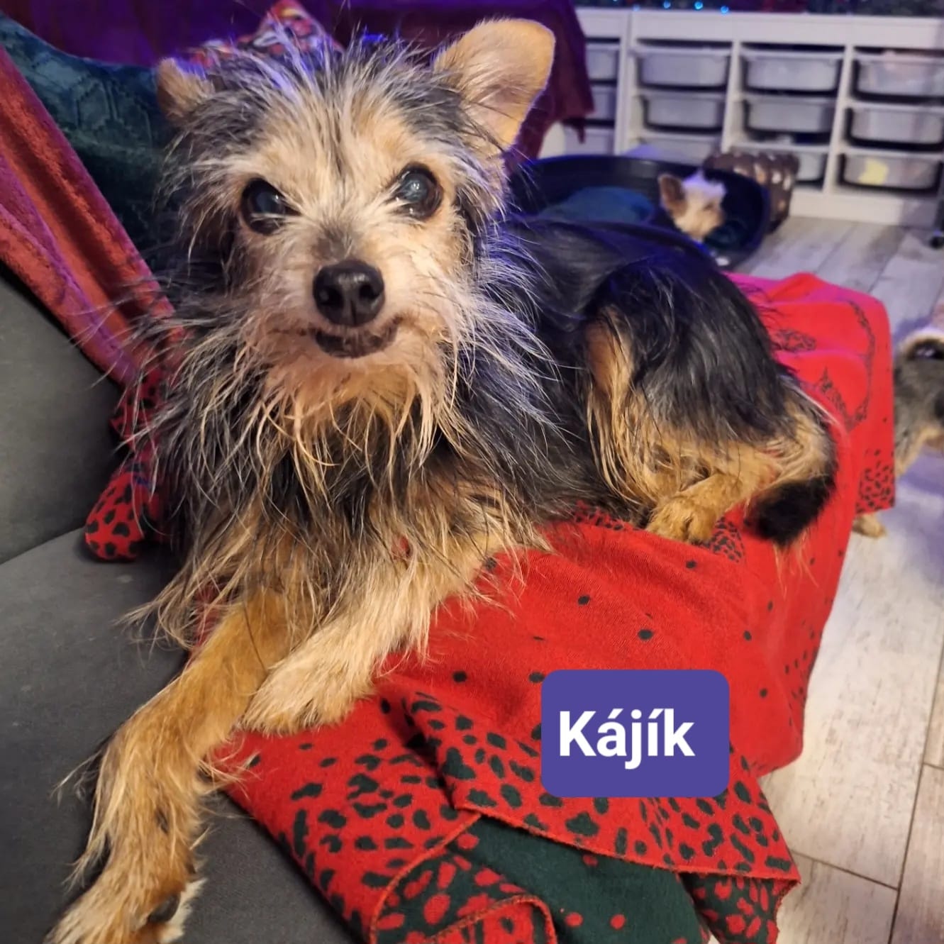 Psí host Kájík