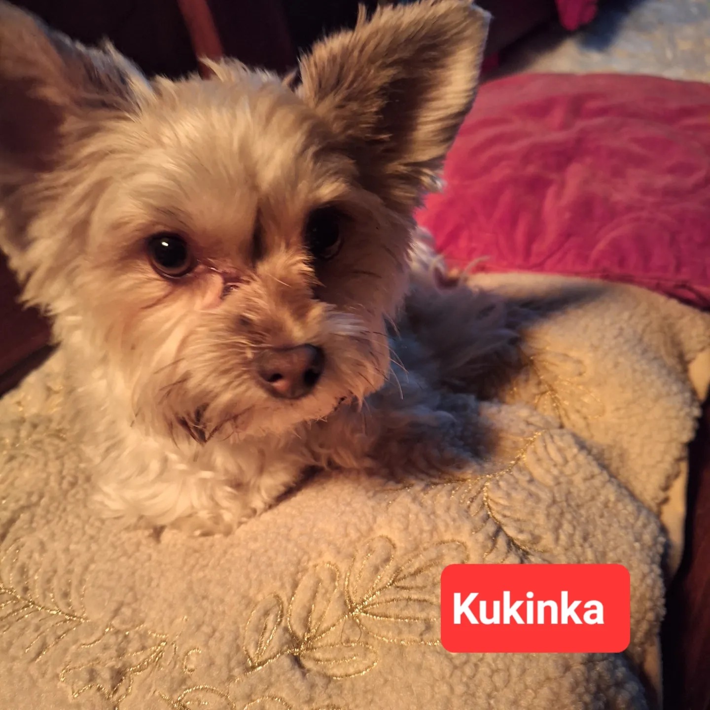 Psí host Kukinka