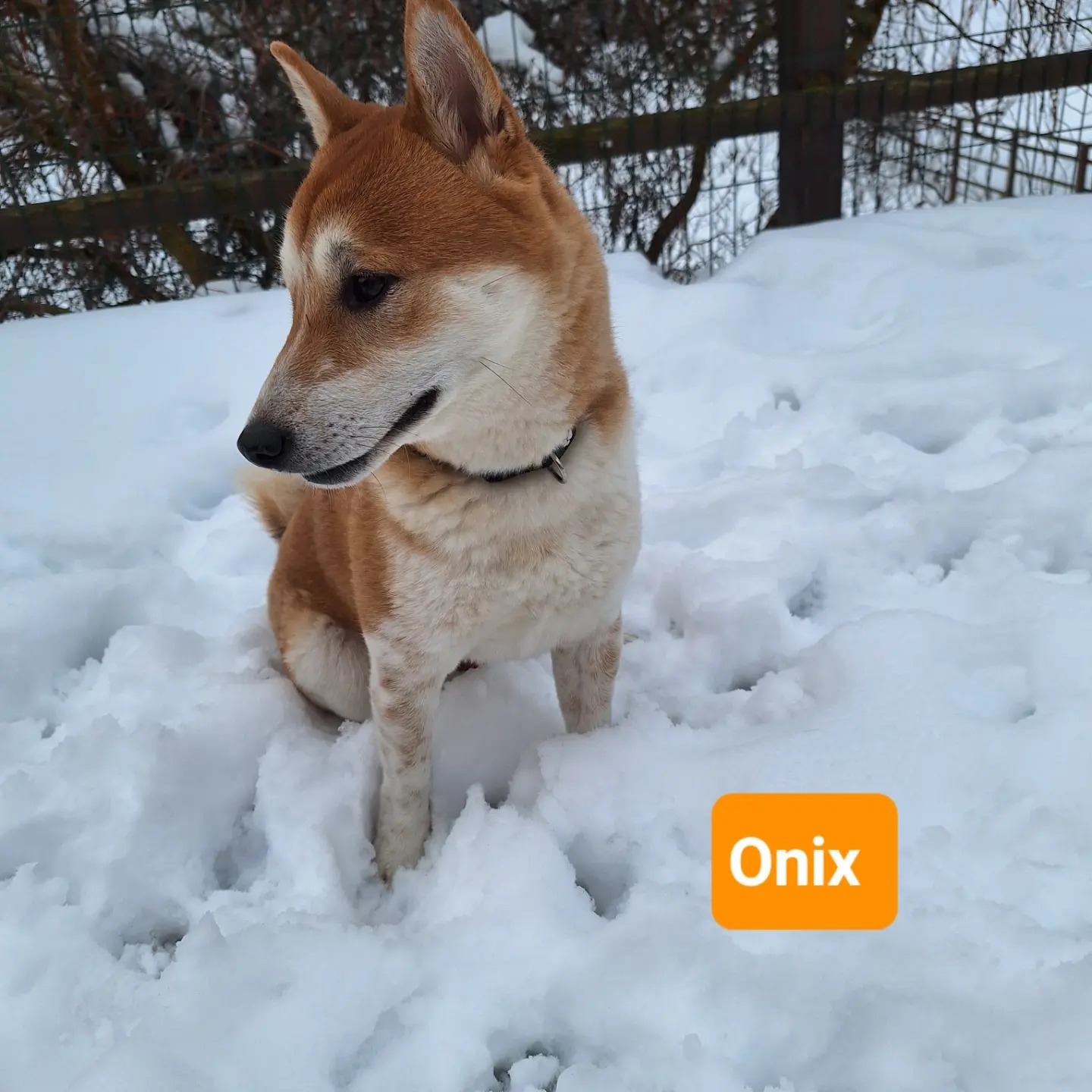Psí host Onix
