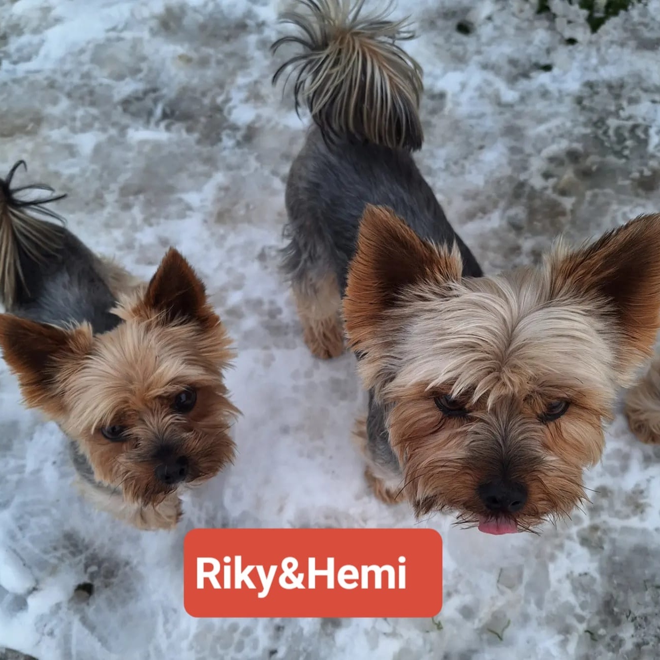 Psí hosté Riky a Hemi
