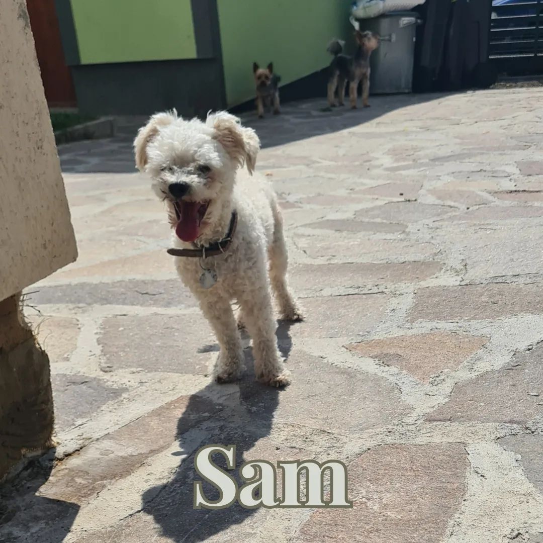 Psí host Sam