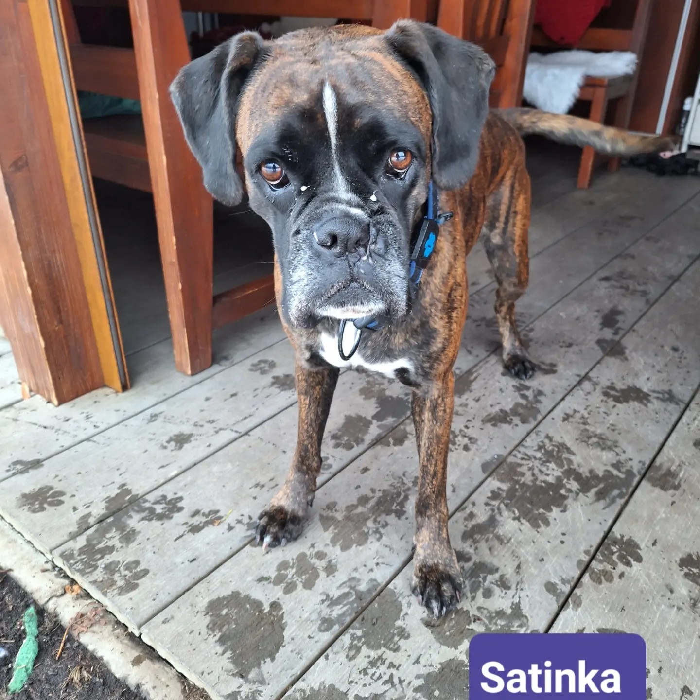Psí host Satinka