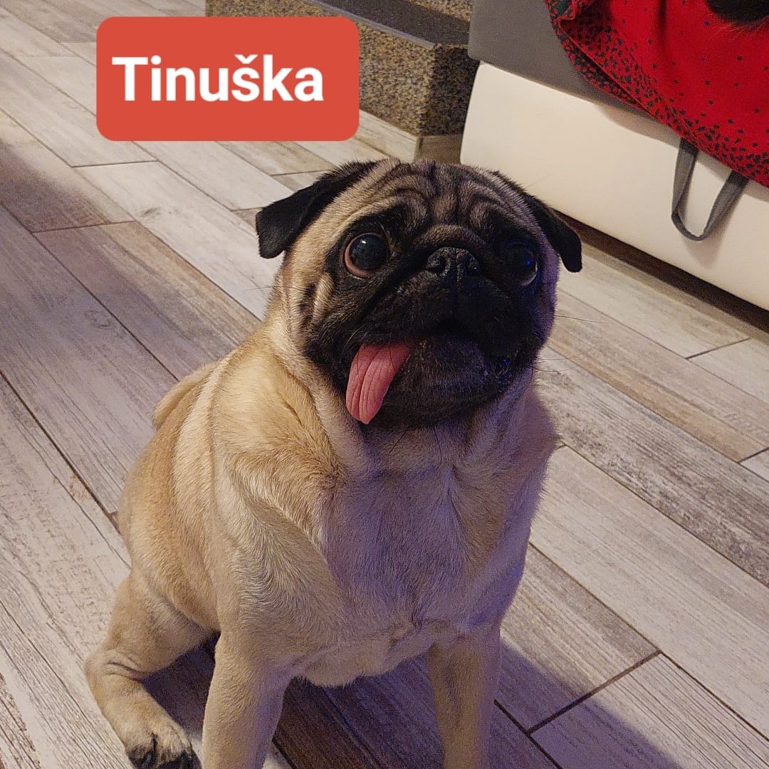 Psí host Tinuška